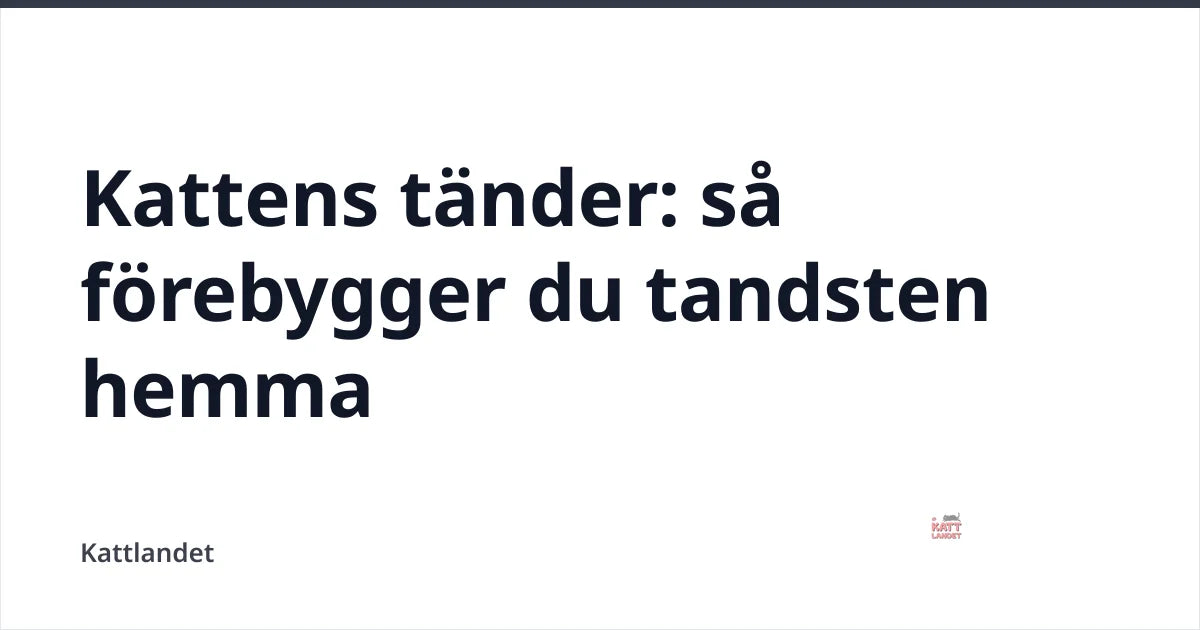Kattens tänder: så förebygger du tandsten hemma — Kattlandet