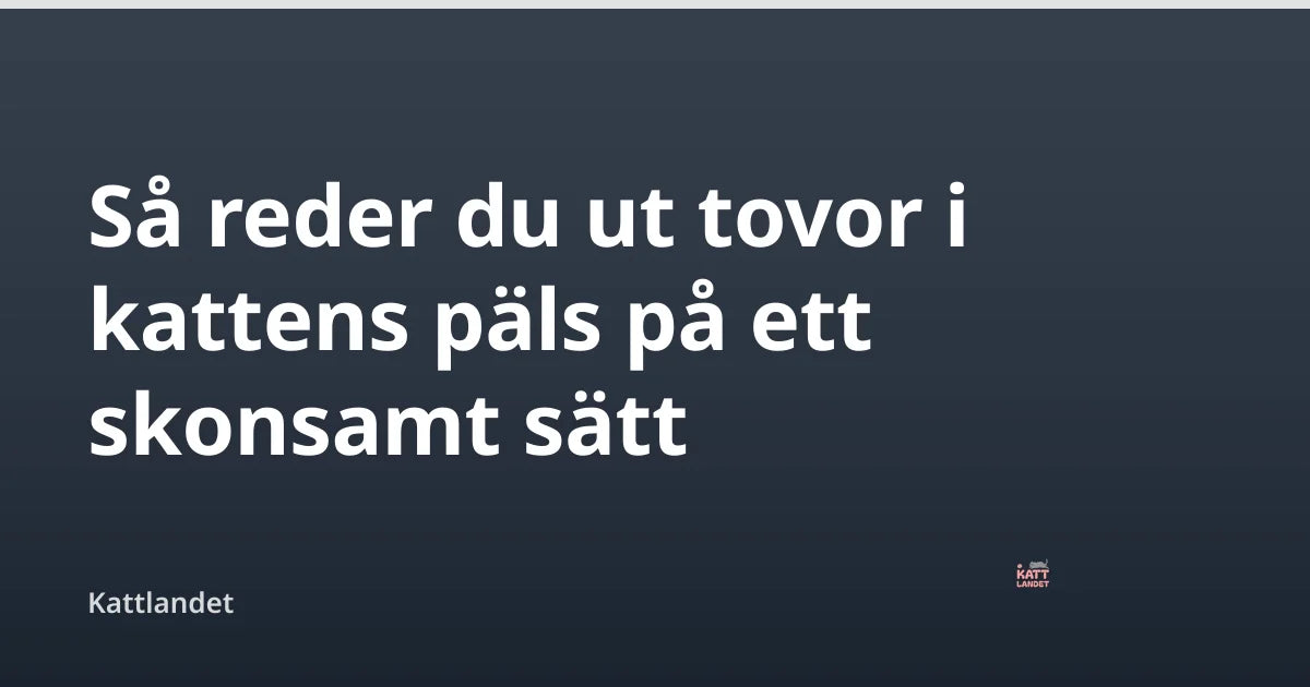 Så reder du ut tovor i kattens päls på ett skonsamt sätt — Kattlandet