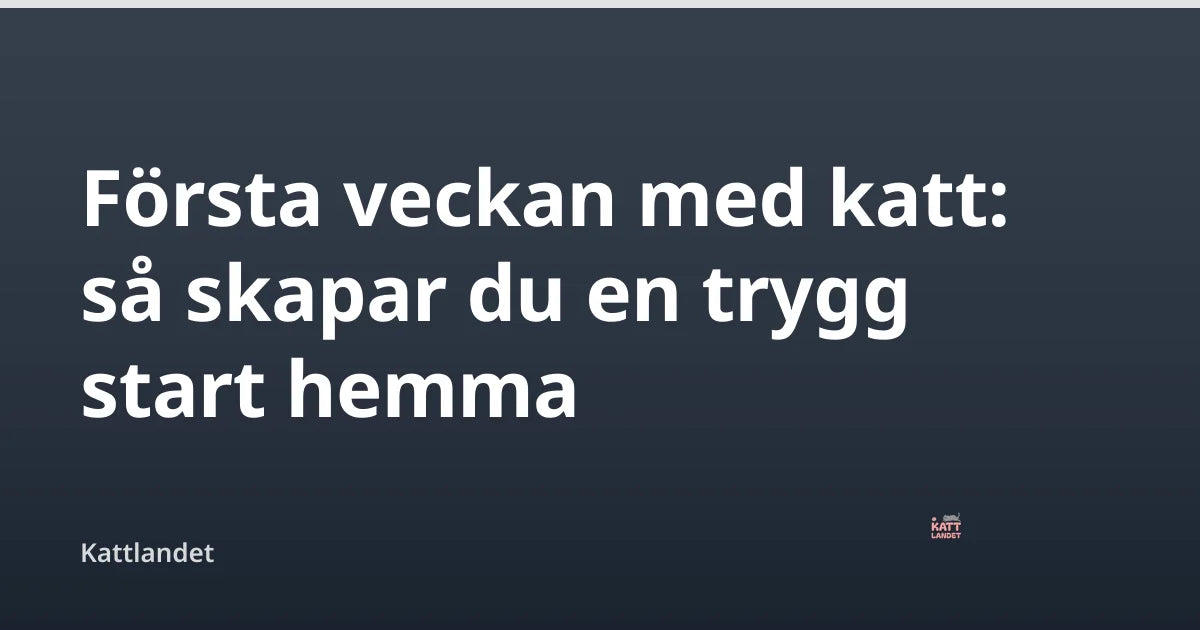 Första veckan med katt: så skapar du en trygg start hemma — Kattlandet
