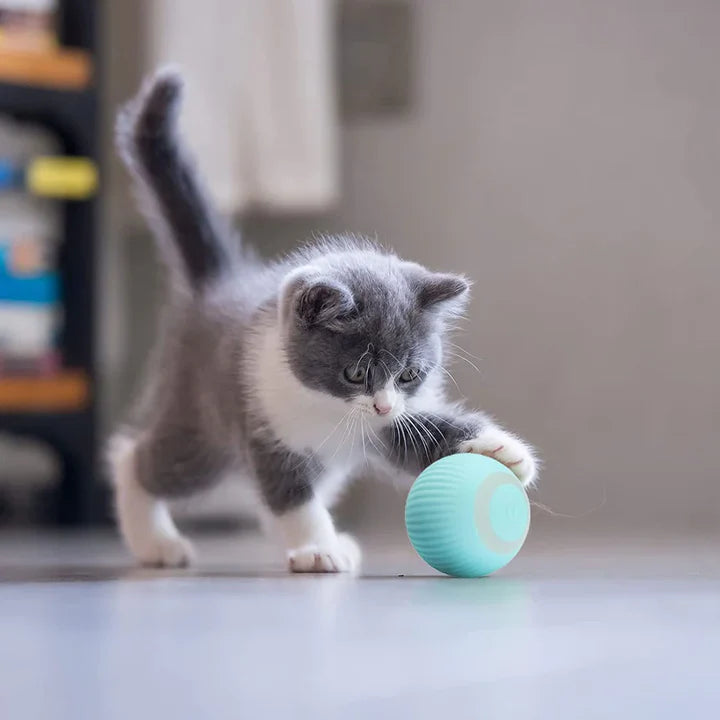 Happyball™ - Håller din katt underhållen när du inte är hemma