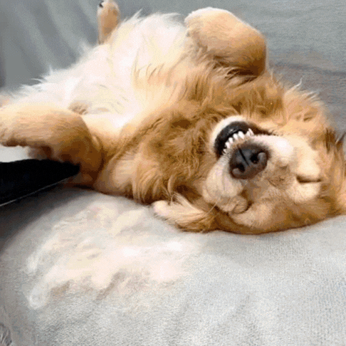 ShedGlove™- Få bort allt hår med ett svep