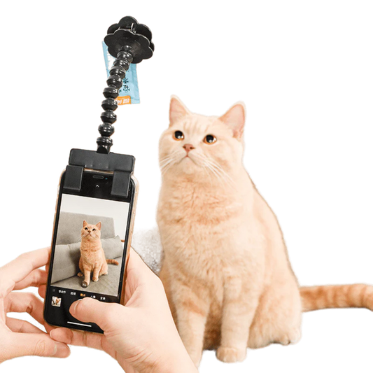 Snapcat - Roliga bilder på katten