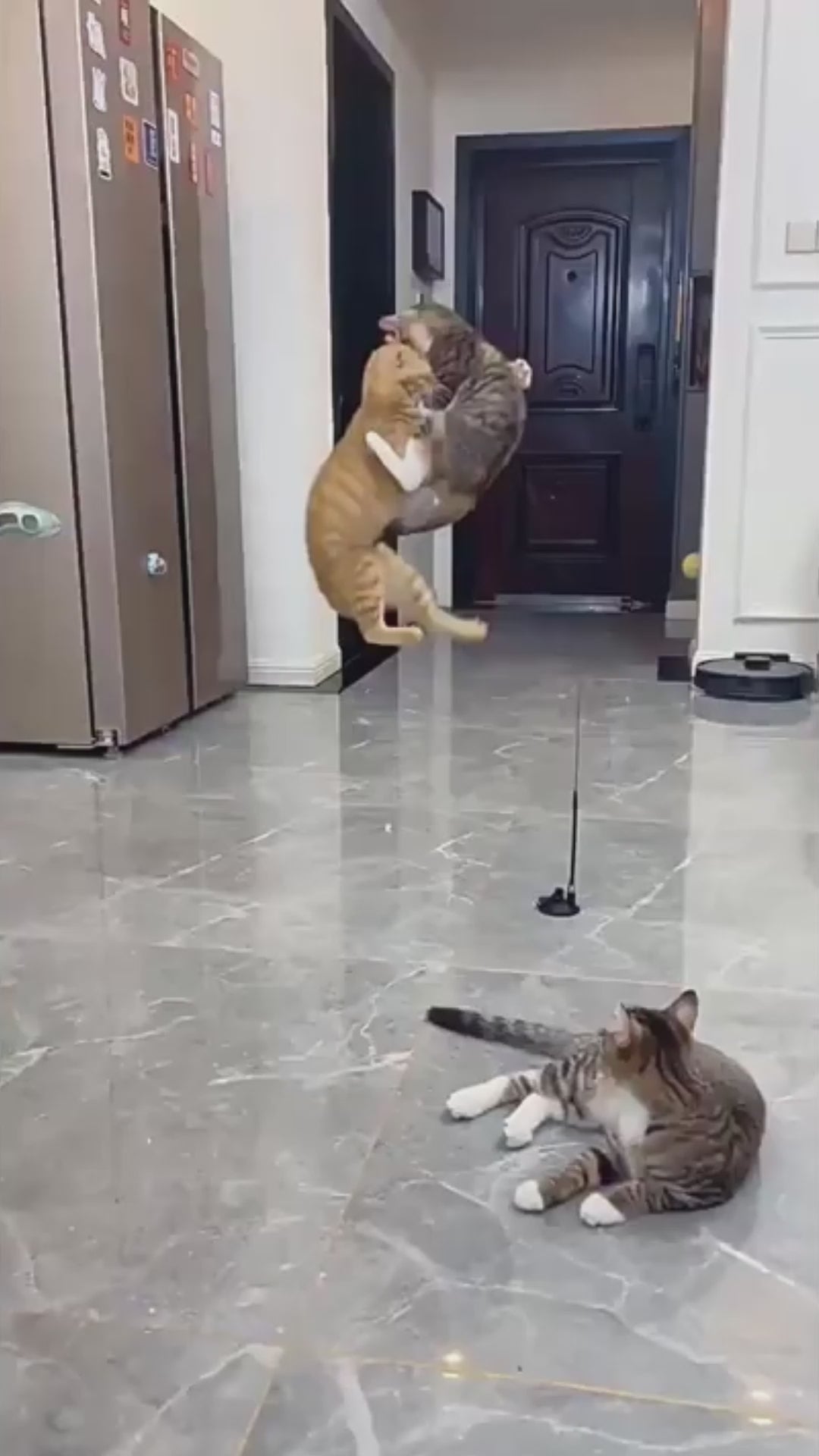 Swiftie™ - Får din katt att känna sig som en jägare igen video