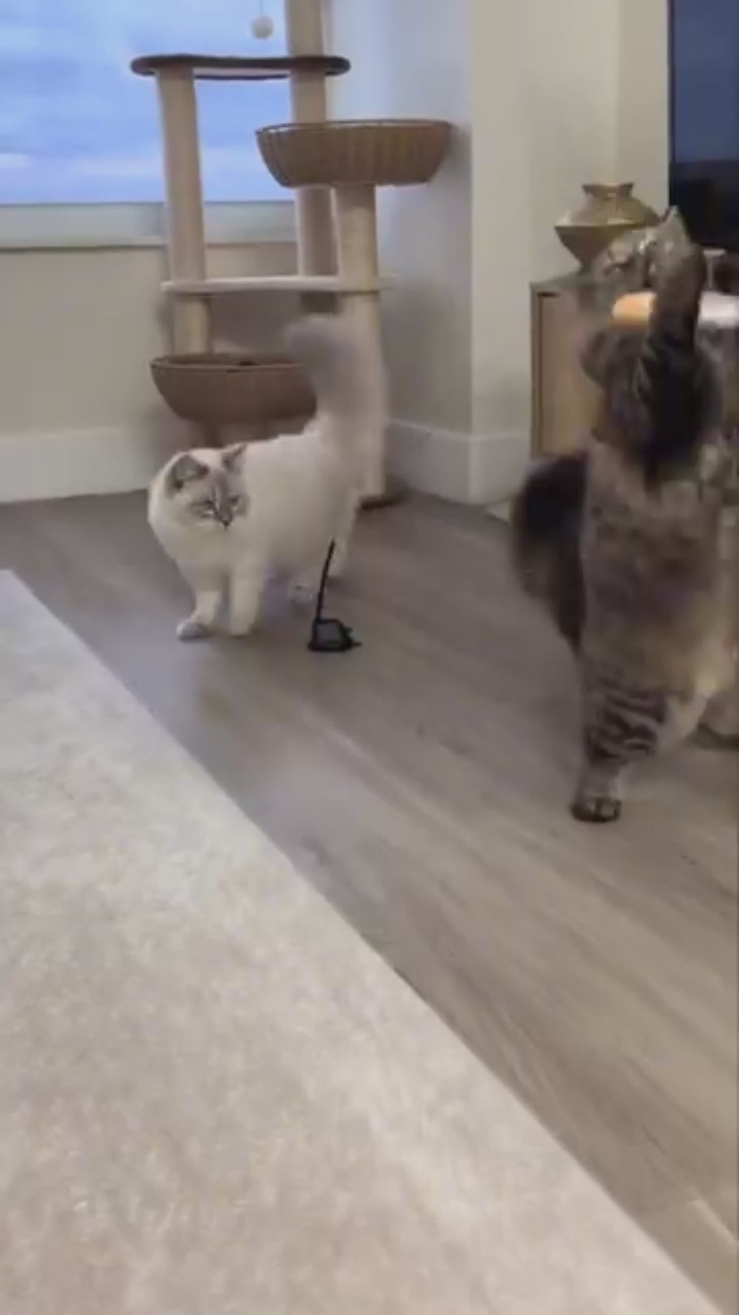 Swiftie™ - Får din katt att känna sig som en jägare igen video