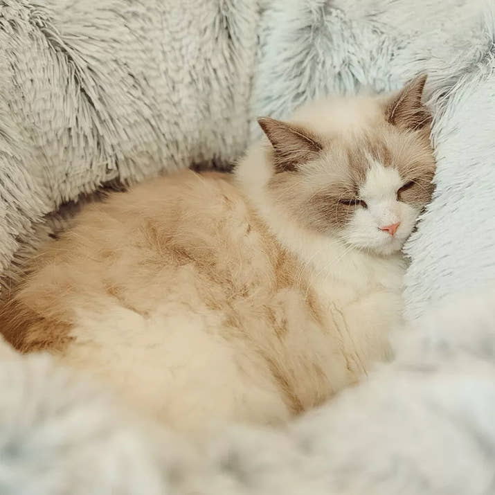 CloudBed - Den perfekta kattsängen