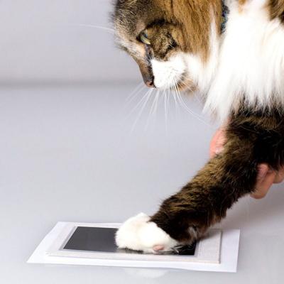 Foreverpaw - Ett minne för livet av din katts tassavtryck